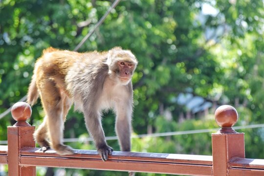 Monkey moving on grills 