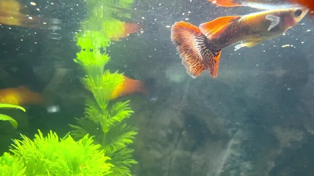 Aquarium with Fantail Goldfish with Dark Gray and Black Tails