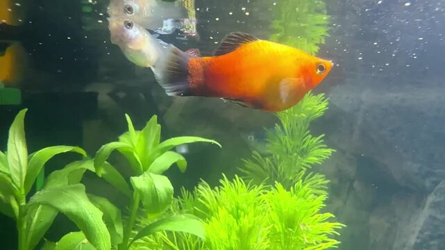 Aquarium with Fantail Goldfish with Dark Gray and Black Tails