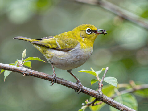 White-eye bird eating prey on branch