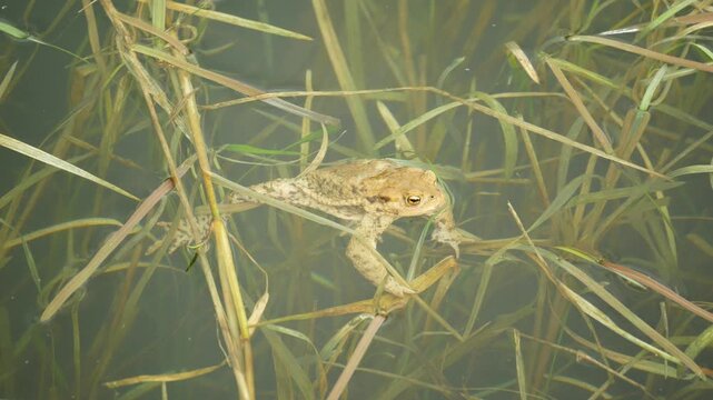 European wild common toad Bufo bufo frog water pond Bufonidae amphibians camouflaged brown colored striking prominent orange eyes frog swimming breathing in water pond climbing resting close-up photo