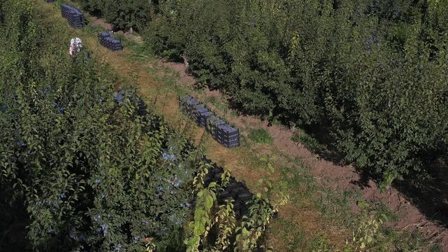 Aerial top down view of farmers harvesting ripe purple plums from green trees in a sunny orchard with rows of crates filled with freshly picked fruits on ground.

