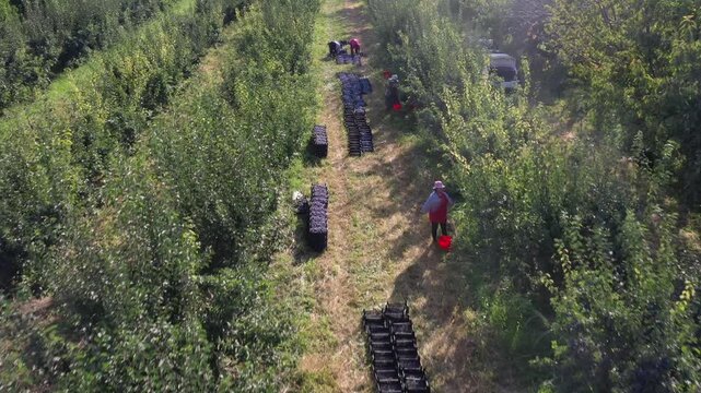 Aerial top down view of farmers harvesting ripe purple plums from green trees in a sunny orchard with rows of crates filled with freshly picked fruits on ground.

