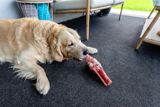 Golden retriever dog eating raw meat bone on terrace carpet