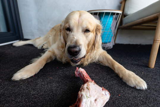 Golden retriever dog eating raw bone barf diet