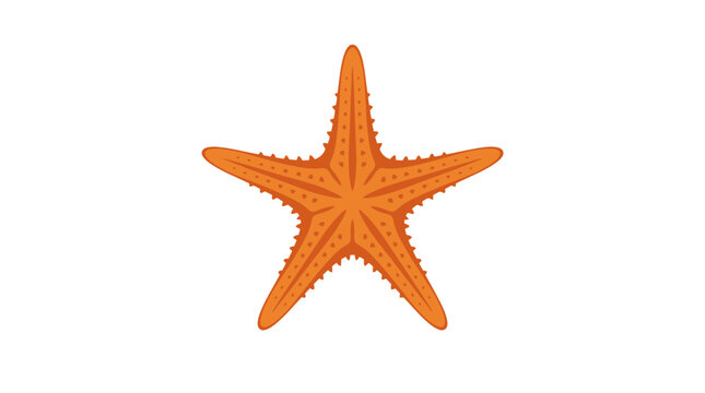 Orange starfish, sea star, marine life, ocean creature, vector illustration