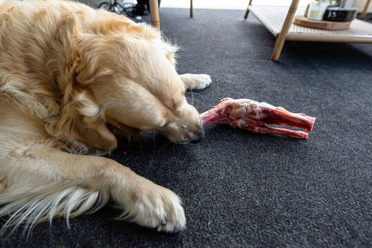 Golden retriever dog eating raw bone on carpet
