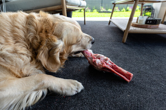 Golden retriever dog chewing raw meat bone on terrace carpet
