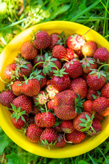 Naklejka na ściany i meble A bowl of strawberries in the garden. Selective focus.
