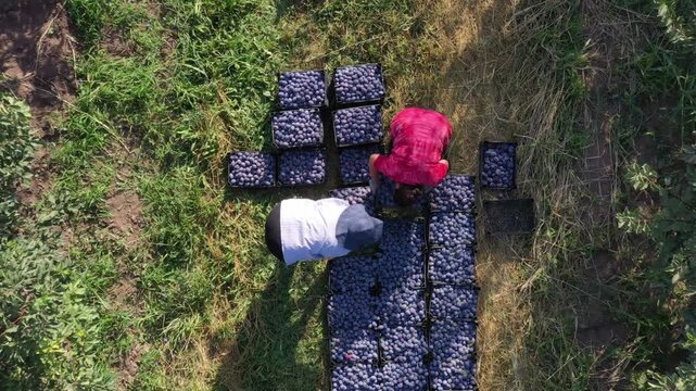 Aerial top down view of farmers harvesting ripe purple plums from green trees in a sunny orchard with rows of crates filled with freshly picked fruits on ground.

