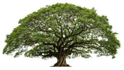 Obraz premium Massive ancient oak tree with lush green foliage, isolated on transparent background