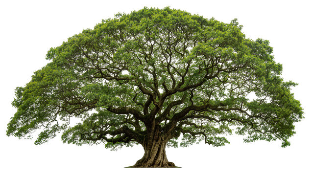 Massive ancient oak tree with lush green foliage, isolated on transparent background