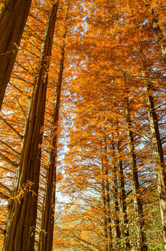 warm outdoor in autumn season, wood in autumn nuture yellow leaves. Red pine tree
