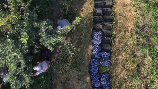 Aerial top down view of farmers harvesting ripe purple plums from green trees in a sunny orchard with rows of crates filled with freshly picked fruits on ground.

