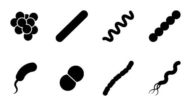 Diverse Bacteria Shapes Vector Set: Cocci, Bacilli, Spirilla, Vibrio, Spirochete, Micrococci, Diplococci, Streptobacilli