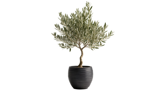 Small olive tree in a ribbed dark gray pot, isolated on transparent background