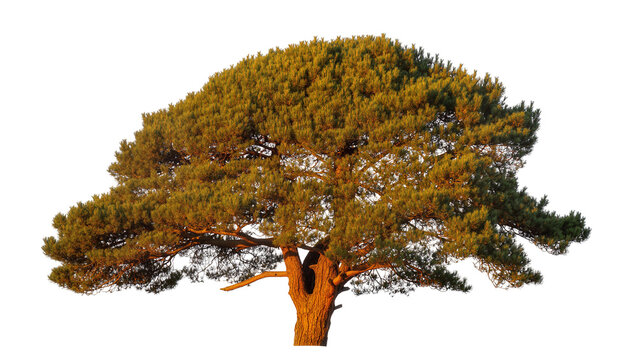 Golden pine tree with textured bark and dense green foliage, isolated on transparent background