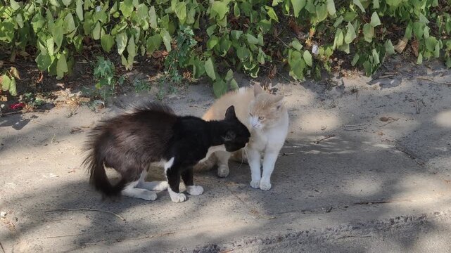 Black cat with an arched back and puffed fur confronts a ginger cat on a paved street path. This display of aggression and dominance captures the raw nature of territorial disputes between male strays