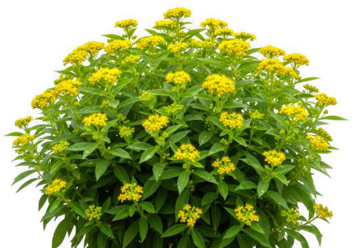 Bright yellow flowering bush with vibrant blooms isolated on transparent background