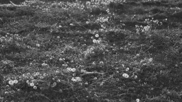 Black and white meadow with wildflowers, dandelions, uneven grassy terrain, natural texture and soft sunlight across organic landscape