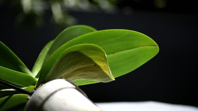 Bottom view of a phalaenopsis orchid plant lying on its side. One wrinkled yellow leaf is visible among healthy green foliage.