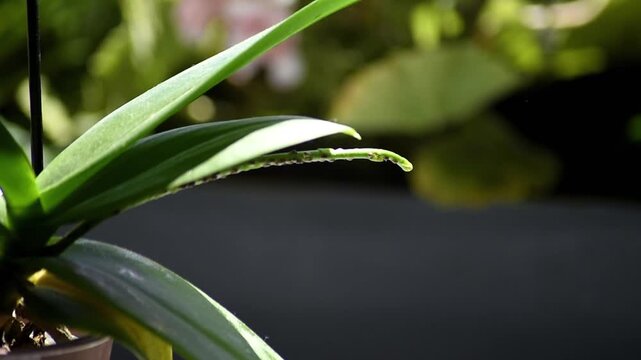 Phalaenopsis orchid stem infested with brown scale insects. Close-up view of houseplant shoot damaged by parasitic pests.