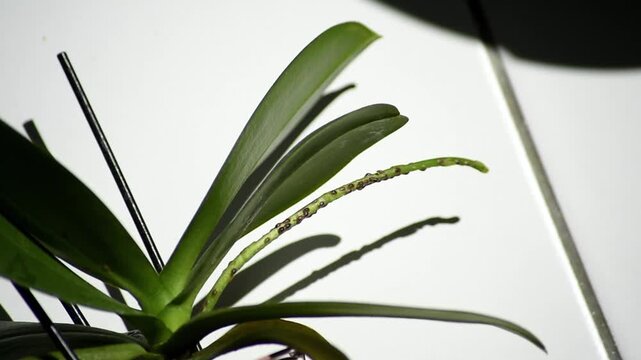 Macro view of phalaenopsis orchid flower stem covered in brown scale insects. Infested houseplant spike showing detailed signs of severe parasitic pest damage.