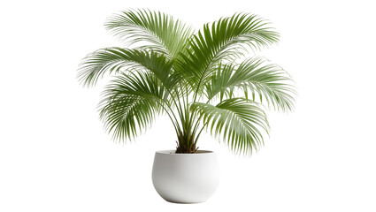 Fototapeta premium Lush green palm plant in a white pot, isolated on transparent background