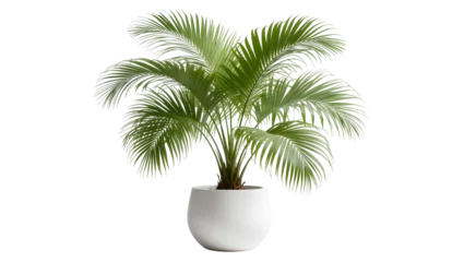 Fototapete Tropisch Lush green palm plant in a white pot, isolated on transparent background  © Aliona