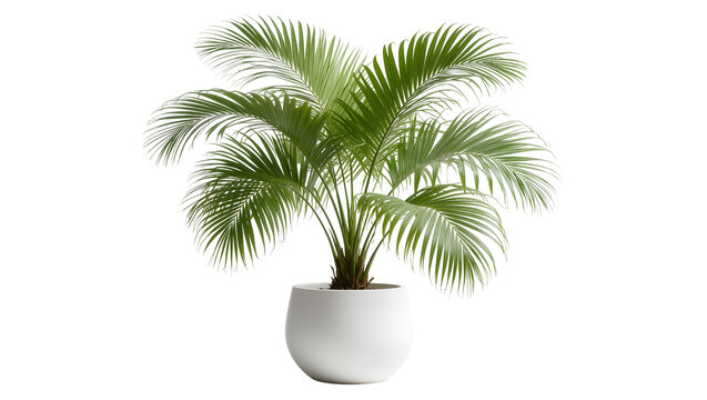 Lush green palm plant in a white pot, isolated on transparent background
