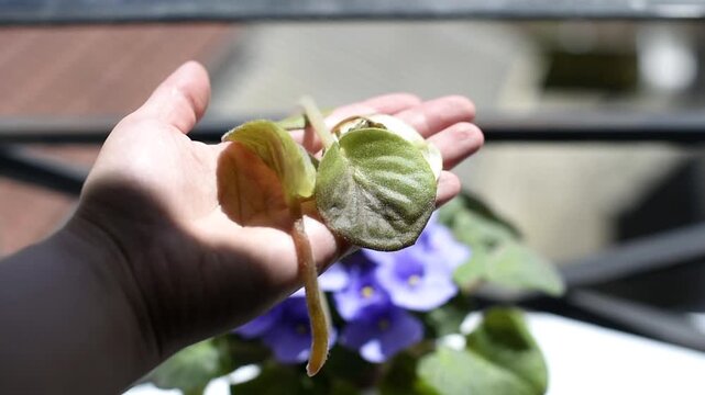 Detailed close-up of a human hand holding a group of wilted flaccid green leaves from a saintpaulia houseplant. Person checking damaged soft African violet foliage.