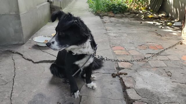 An energetic black and white dog with one blue eye barks and jumps on its hind legs while chained. The rustic backyard and doghouse frame this display of canine excitement.