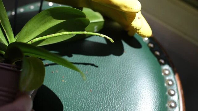 A close-up of a Phalaenopsis orchid peduncle infested with scale insects. Hands in yellow gloves clean pests and sticky honeydew fluid from the plant stem and leaf.