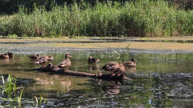 A group of mallard ducks perches and swims around a log in a murky river bordered by green reeds. This wildlife scene showcases birds in their natural marshland habitat.