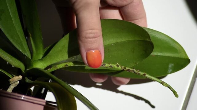 A close-up of a Phalaenopsis orchid peduncle infested with brown scale insects. A hand holds a leaf covered in sticky shiny honeydew secretion.