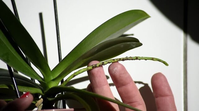 A close-up of a Phalaenopsis orchid peduncle covered in scale insect pests. Human fingers touch and examine the infested green stem with brown bumps.