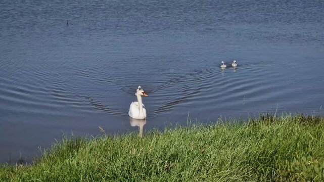A graceful swan steps out of the lake water onto the bank, moving defensively to protect her little grey cygnets swimming nearby. Vigilant mother defense firmly shielding her vulnerable babies