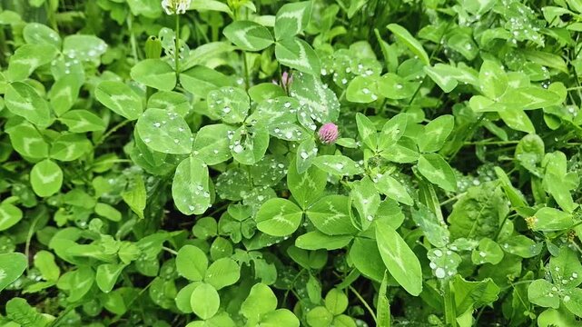 Vibrant pink red clover blossoms and green trefoil leaves are covered in glistening raindrops. A wild, overgrown summer meadow teeming with tall blades of grass glistening under natural daylight