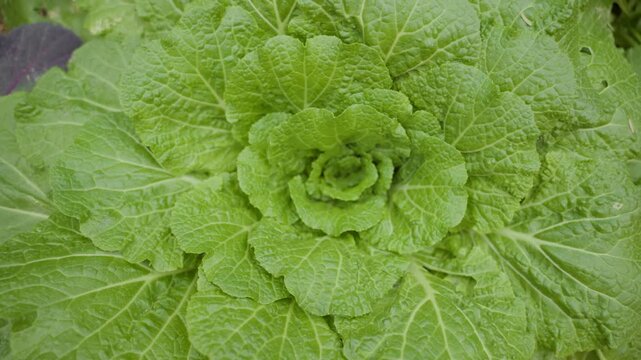 Fresh green cabbage grows in garden soil. Leaves spiral toward center, forming lush head. Some leaves show small holes from insects. Surrounding plants add color and texture. Perfect for farming, food