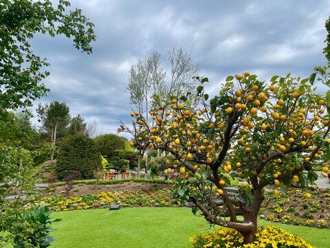 A lemon tree full of beautiful lemons in a garden