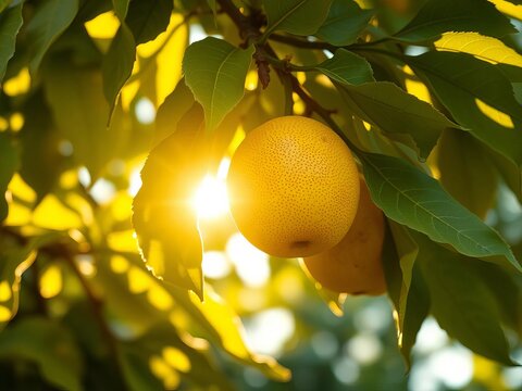 Golden light on ripening fruit stands out against rustling leaves, agriculture, nature