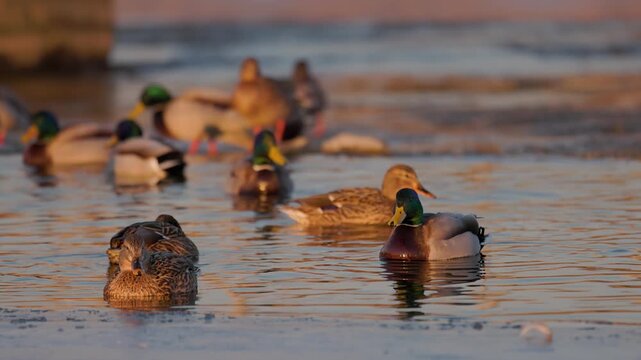Mallard ducks swimming on calm reflective water in warm golden light, with vibrant green‑headed males and mottled brown females creating a serene wildlife scene peaceful natural lakeside environment