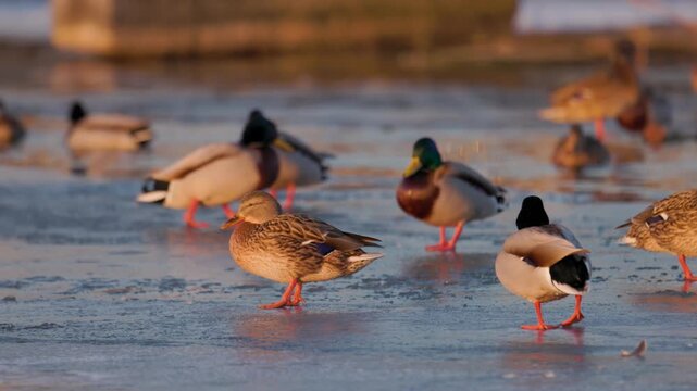 Mallard ducks standing on frozen winter lake with thin icy surface reflecting warm sunlight, featuring green‑headed males and mottled brown females in a calm seasonal wildlife scene
