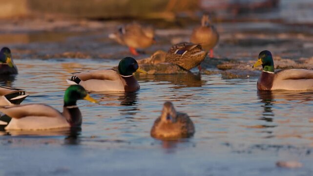 Mallard ducks swimming and standing in shallow cold water with patches of ice, featuring green‑headed males and mottled brown females illuminated by warm golden light in serene natural wildlife scene