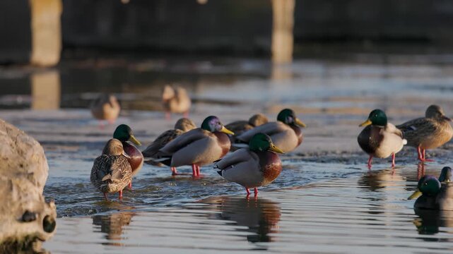 Mallard ducks standing and wading in shallow reflective water near shore, featuring bright green‑headed males and mottled brown females in a calm natural wildlife scene with soft warm light
