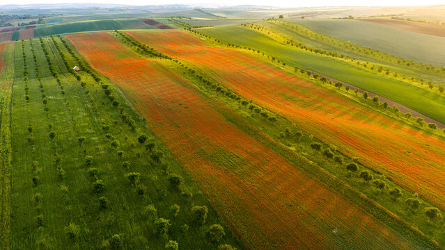 Aerial view of blooming poppy fields and biodiversity strips