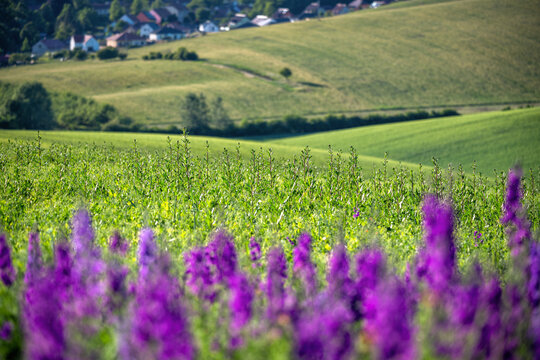 A blooming delphinium in a spring meadow in the evening light