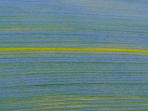 Aerial top-down view of a blooming purple field with tractor lines and green stripe