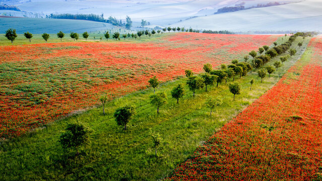 Aerial view of blooming poppy fields and biodiversity strips