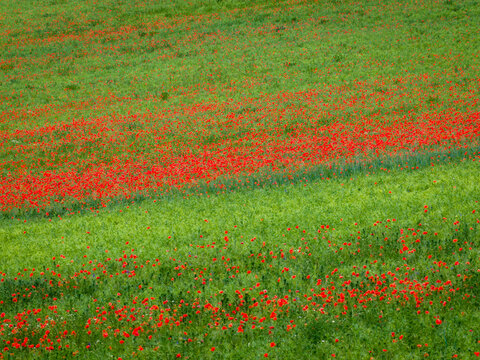 Aerial view of a vibrant green field filled with blooming wild red poppies
